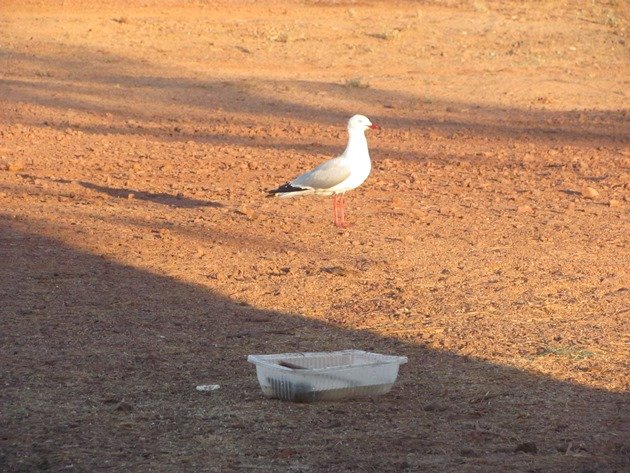 Silver Gull