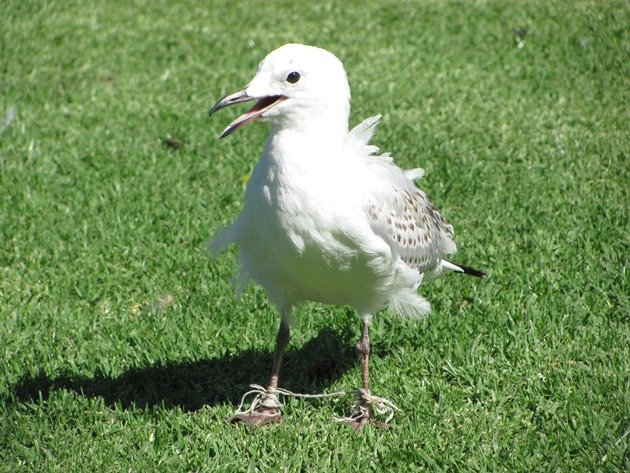 Silver Gull with string