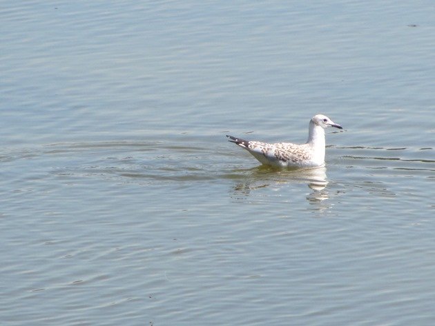 Silver Gull