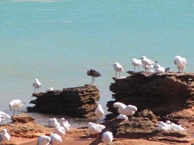 Silver Gulls & Eastern Reef Egret