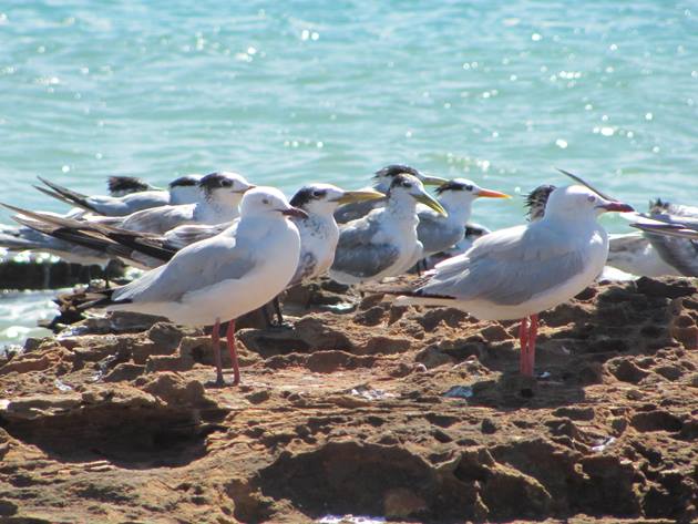 Silver Gulls,Crested and Lesser Crested Terns