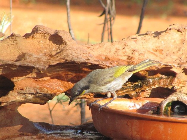 Singing Honeyeater