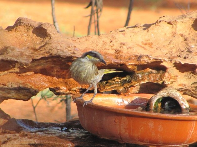 Singing Honeyeater (2)