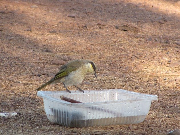 Singing Honeyeater (2)