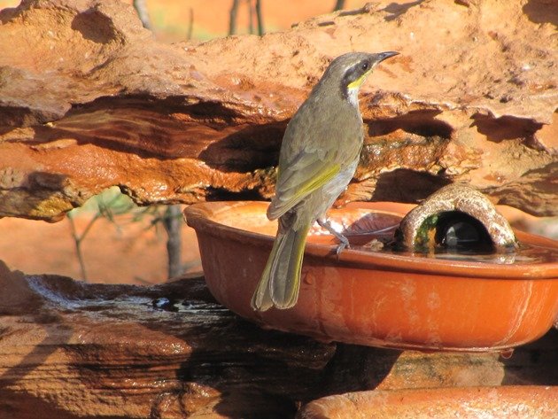 Singing Honeyeater (3)