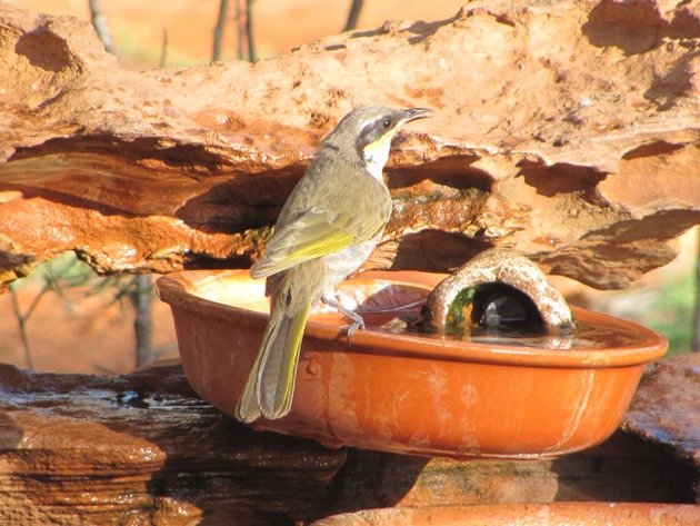 Singing Honeyeater (4)