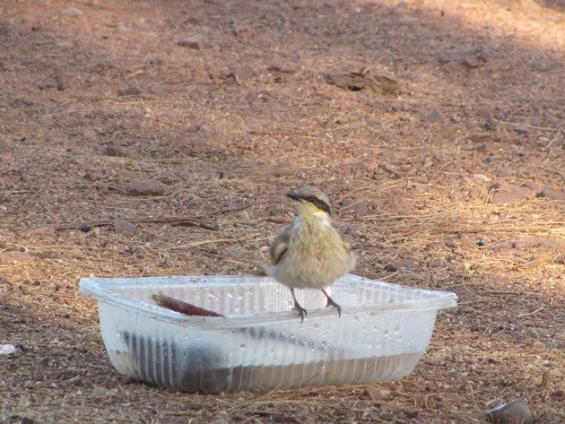 Singing Honeyeater