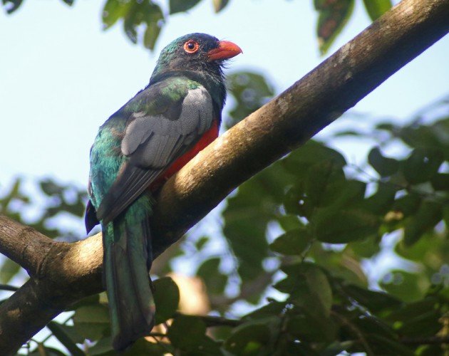 Slaty-tailed Trogon