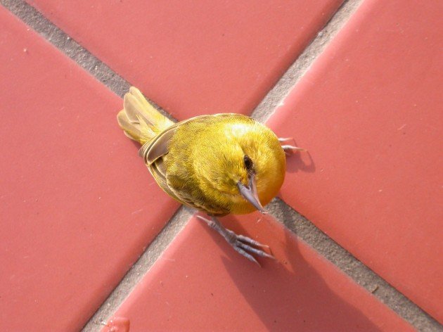 Slender-billed Weaver 1