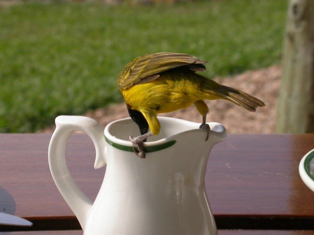 Slender-billed Weaver Featured