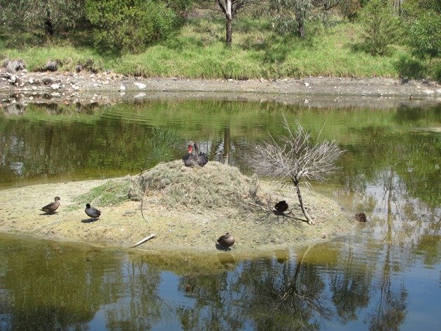 Small island Westgate Park