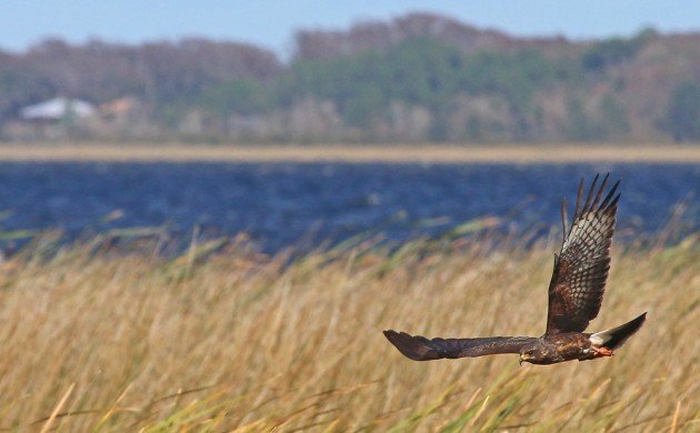 Snail Kite in flight