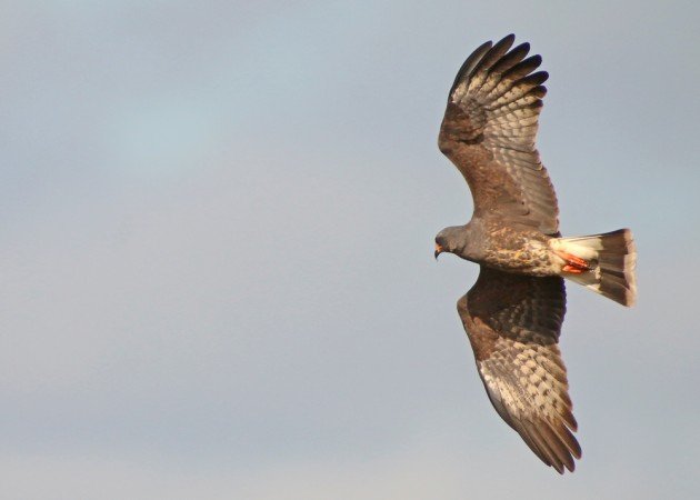 Snail Kite male digiscoped