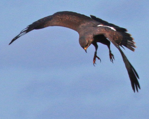 Snail Kite talons