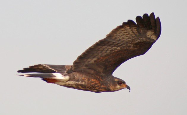 Snail Kite