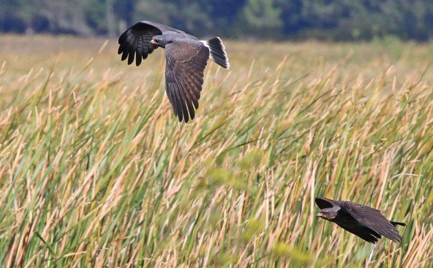 Snail Kites in flight