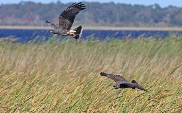 Snail Kites in flight at East Lake Toho