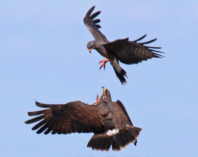 Snail Kites sparring in flight