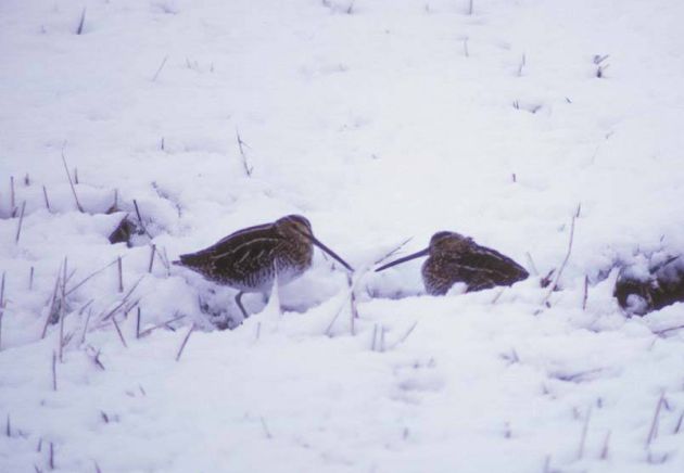 Snipe in the snow