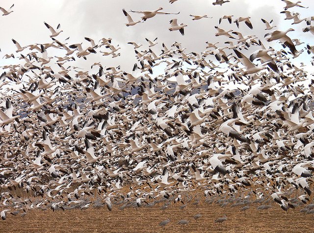 Flock of Snow Geese