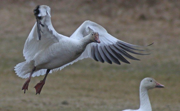 Snow Goose landing
