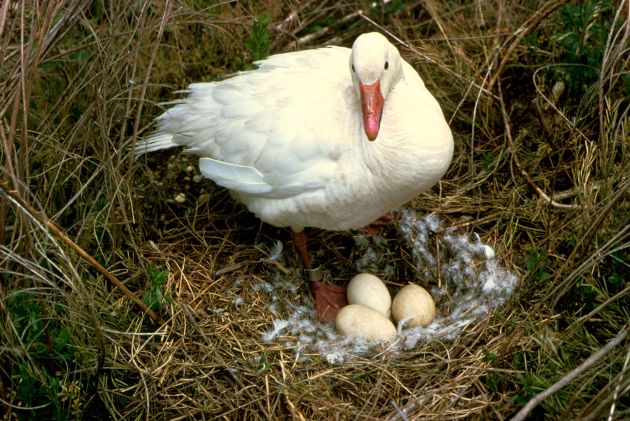 Snow Goose on Nest, USFWS