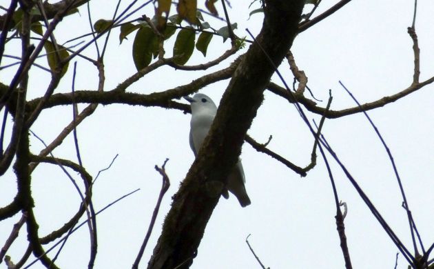 Snowy Cotinga