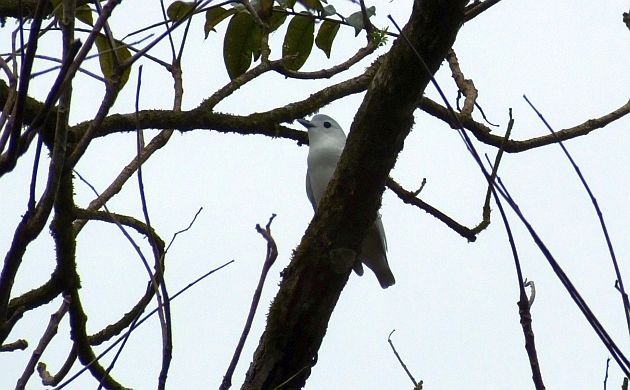 Snowy Cotinga