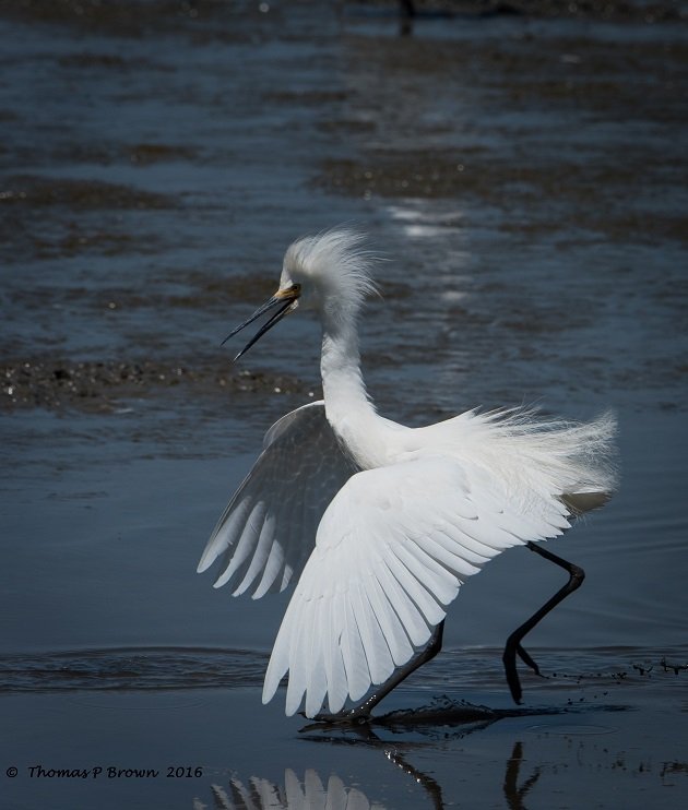 Snowy Egret (3)