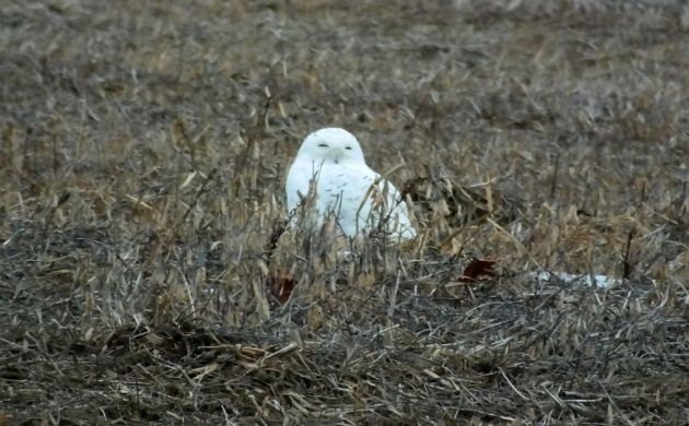 Snowy Owl