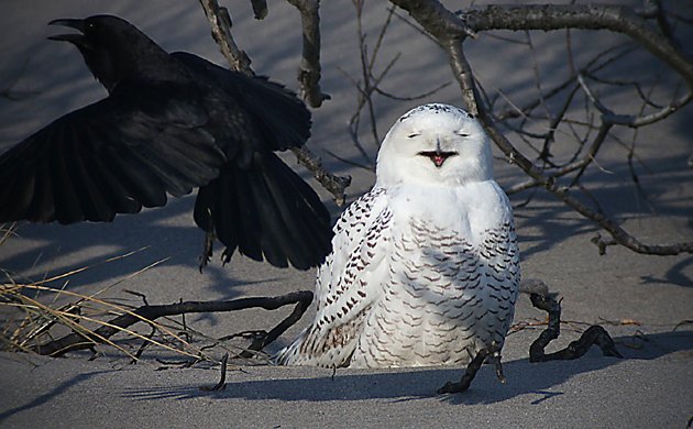 Snowy Owl being harassed by an American Crow