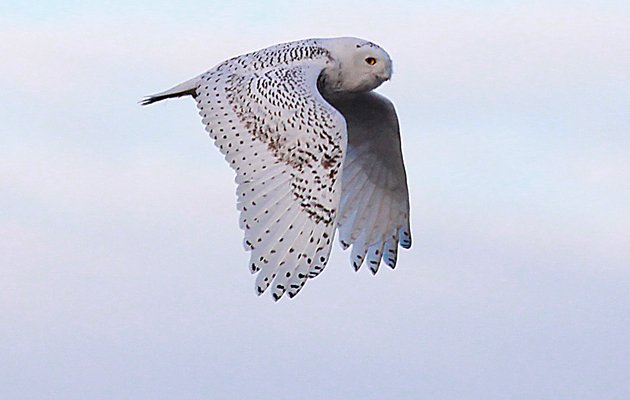 Snowy Owl in flight