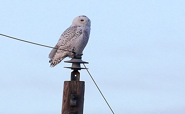 Snowy Owl on a pole