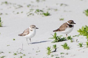 Snowy Plover Feb 2015