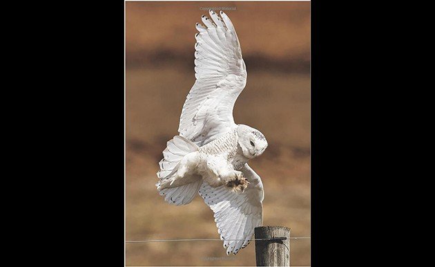 Snowy owl