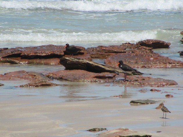 Sooty Oystercatcher,Pied Oystercatcher and Pacific Golden Plover