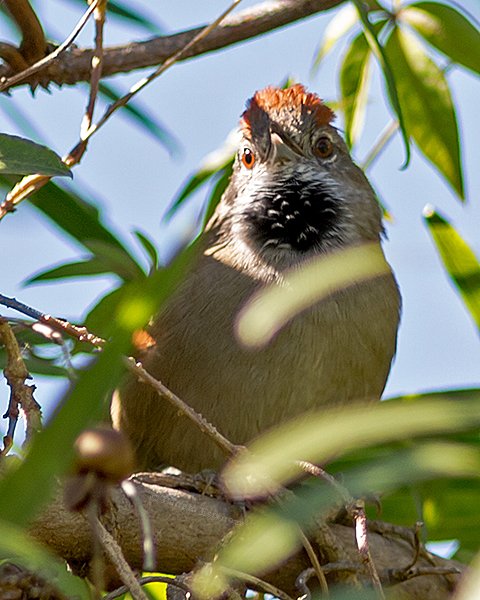 Sooty-fronted Spinetail