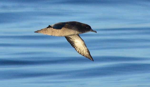 Sooty Shearwater