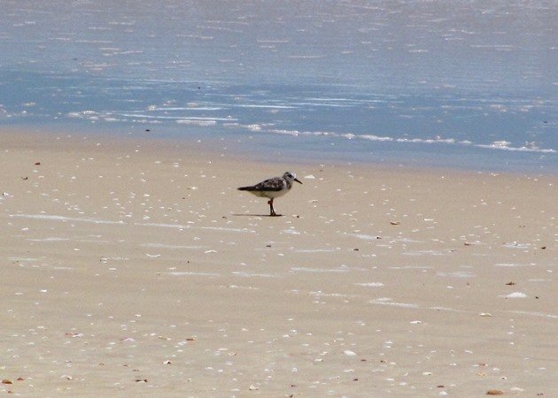 South Australian flagged Sanderling