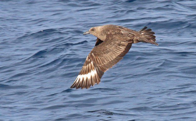 South Polar Skua