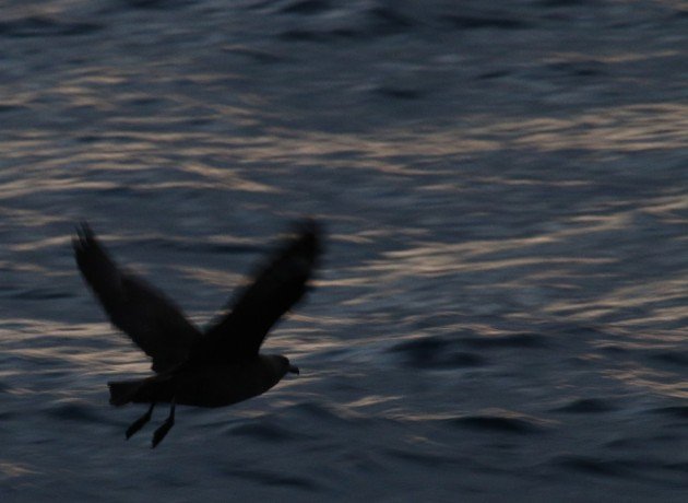 South Polar Skua early morning