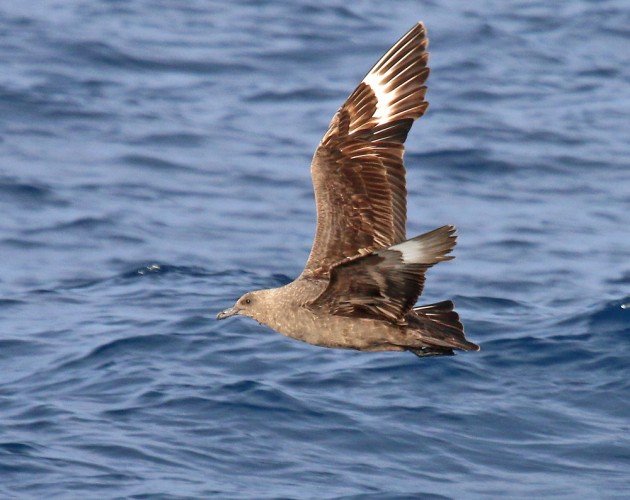 South Polar Skua in New York