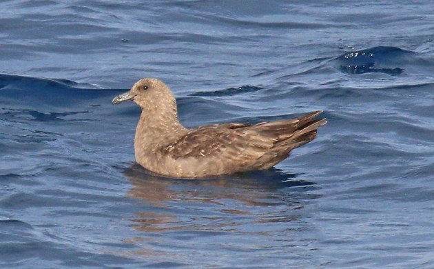 South Polar Skua on the water