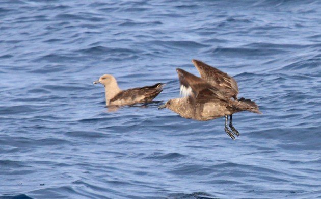 South Polar Skua taking off