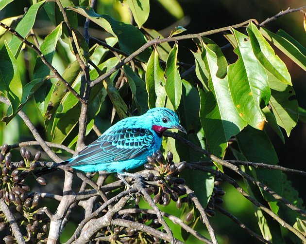 Spangled Cotinga