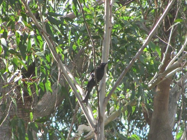 Spangled Drongo