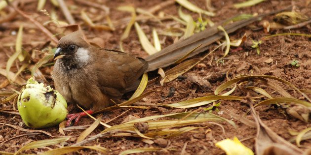 Speckled Mousebird by David J. Ringer