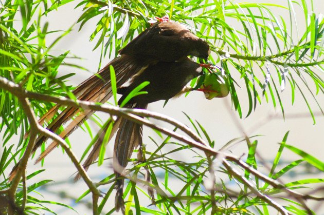 Speckled Mousebirds by David J. Ringer