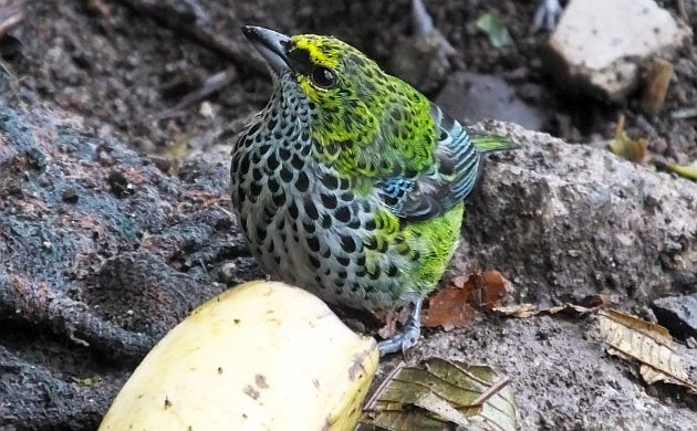 Speckled Tanager