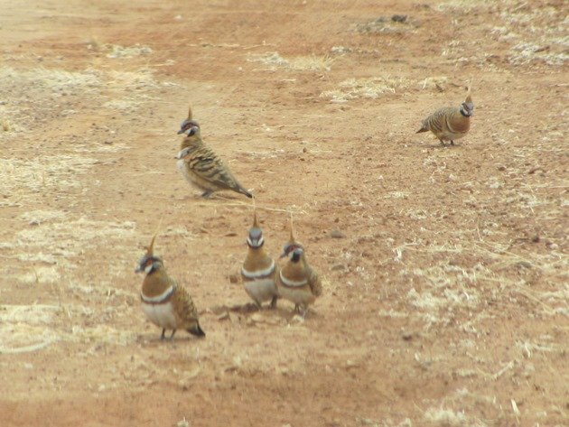 Spinifex Pigeons (2)
